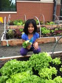 A student kneels by a raised bed of lettuce, holding a harvested leaf (124x166, thumbnail only)
